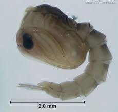 Pupa Nyamuk